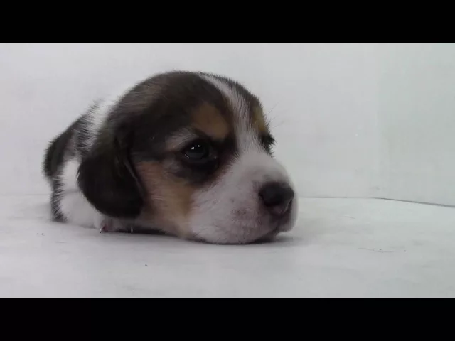 動画