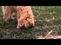 Otis tracking
