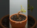 120 Days in 1 Min - Growing Durian Tree From Seed #timelapse