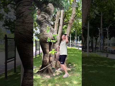 Climbing trees, chopping trees #Phone special effects #I do audio on Douyin