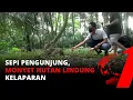 Download Lagu Kawanan Monyet di Hutan Lindung Kelaparan Karena Tidak Ada Pengunjung yang Datang | tvOne