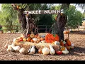 Three Nunn Farms U-Pick Pumpkins and Corn Maze 2020