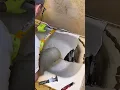 Mold Contaminated Stagnant Water Under a Bathtub Line