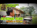 Lagu Setingan / Rawatan Pleci Sebelum Di Gantang Agar Juara Dari persiapan Sampai Gantangan #viralvideo