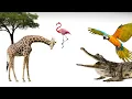 Nature’s Wild Architects: How Animals Build Their Extraordinary Homes | Full Nature Documentary