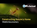 Download Lagu Animal Architects: Designing the Wild | Full Documentary