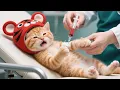 Download Lagu From Blood Donation to Drum Trophy Tiger-Hat Kitten Ep51-60 Compilation 10 Episodes in 1! #cat #cute