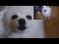 Video di Gabe the dog - The Final Countdown