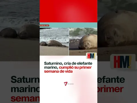 SATURNINO, CRÍA DE ELEFANTE MARINO