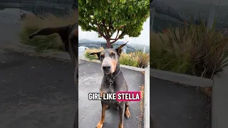 #fyp #dream #pets #doberman #vlog