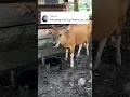 Luas kandang sapi #sapi