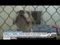 Animal shelter in Berkeley County declares emergency stop on intakes