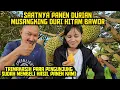 Lagu 🟠🟠 PANEN DURIAN TELAH TIBA ‼️ PELANGGAN BERDATANGAN 🤲🌳