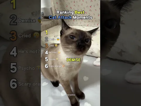 Ranking Best Cat Attack Moments