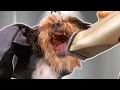I gave up and sent this dog home THANK YOU please don t come again