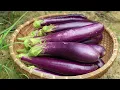 Building a new life as a single mother: harvesting eggplants and cooking rustic, home-style dishes.