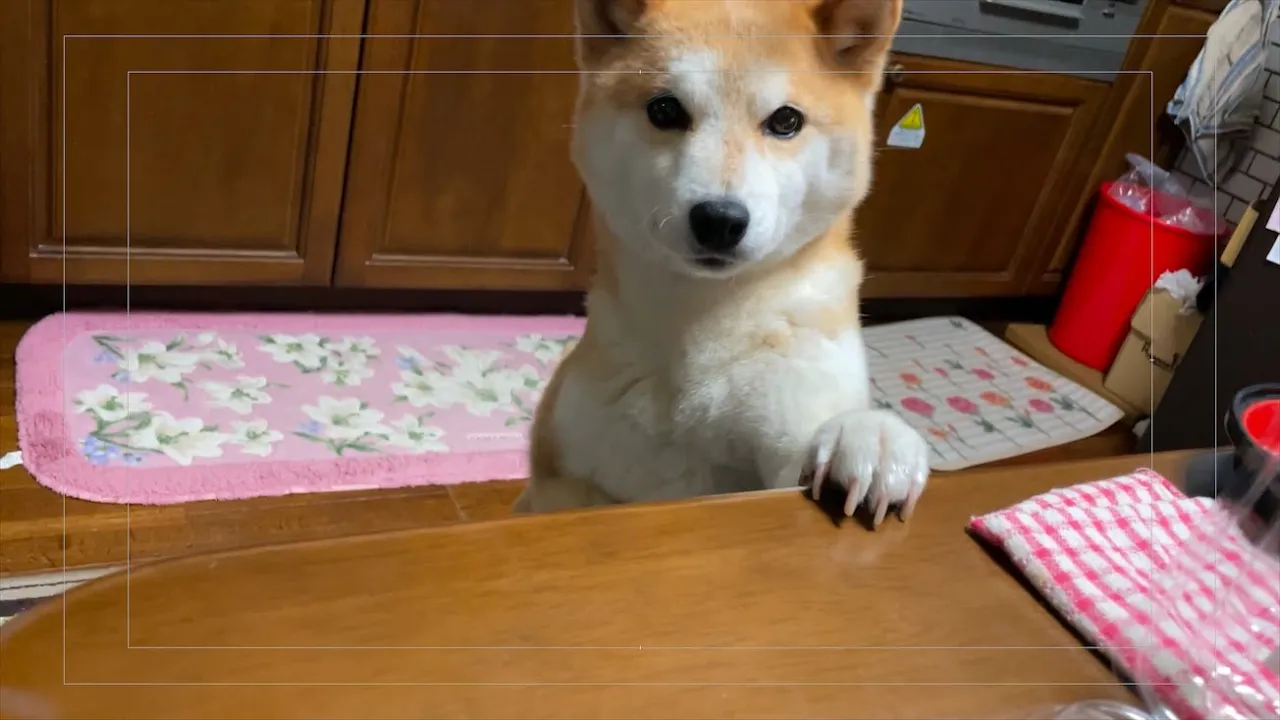 柴犬「ねぇそれちょうだい!」