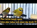 Download Lagu pancingan pleci betina ngecir 1000% cocok untuk pancingan pleci betina bikin jantan cepat gacor