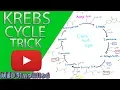 Krebs Cylcle Trick How to remember krebs cycle FOREVER