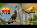 Download Lagu MASTERAN MURAY NO 1 CILILIN KAPAS TEMBAK KENARI DAN TERAPI AIR MENGALIR FULL 1 JAM