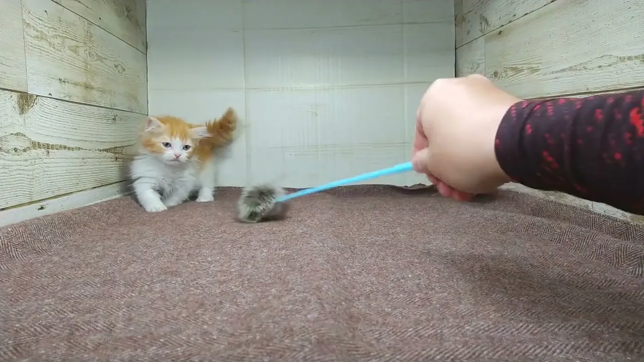 動画