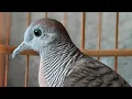 Download Lagu Suara burung perkutut di malam hari #perkutut #perkututmanggung #perkututkaturanggan #birds