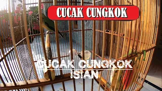 Download cucak cungkok isian jengot ciblek cililin | Branjangan Javanica MP3