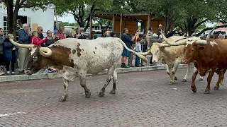 Hotel Drover