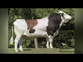 Montbeliarde bulls