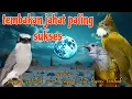 Download Lagu Tembakan paling jahat 🔥🔥 Jingjing petulak kapas tembak dan cucak jenggot
