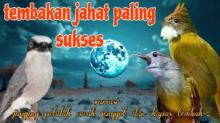tembakan paling jahat jingjing petulak kapas tembak dan cucak jenggot