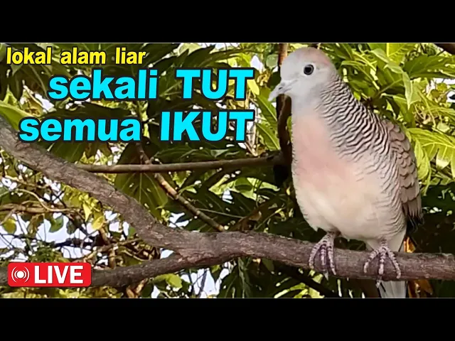 Download MP3 suara burung Perkutut Lokal gacor dari alam bikin semua ikut nutut