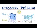 Endoplasmic Reticulum - Rough Endoplasmic Reticulum RER Smooth Endoplasmic Reticulum SER