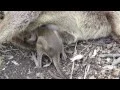 Saving Joey A baby Joey Rock Wallaby