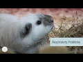 What Are the Common Signs of a Guinea Pig Dying