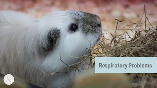 What Are the Common Signs of a Guinea Pig Dying