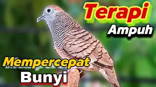 Download BIANG Pancingan Ampuh bikin Lawan Langsung Emosi Nyaut gacor manggung - Burung Perkutut Lokal Gacor MP3