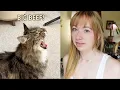 Download Lagu FREE Cat Has Major Beef With Baby Gull \u0026 His Sister!