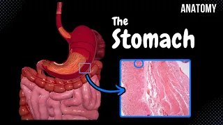 Stomach Anatomy Topography External Features Parts Layers