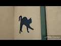 NO POLICE AND A LOOK INSIDE A TEXAS ANIMAL SHELTER