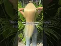 Download Lagu always support customers  #havinahair #wigs #humanhairvietnam #hairtok #hairusa #hairstyle