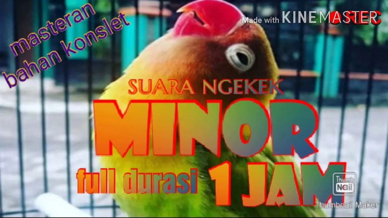 Suara lovebird konslet ngekek minor durasi panjang