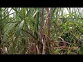 Download Lagu lanjut mikat ciblek  tebu//prenjak meong dan kaso kaso dilokasi sebelah kandang ayam