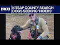 Kitsap County Search Dogs seeking hider volunteers FOX 13 Seattle