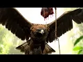 Download Lagu 🔴Live Jebakan Burung Elang