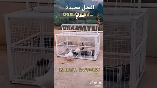 افضل مصيدة حمام 