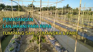 Download cara memasang lanjaran pare||tumpang sari pare dan semangka MP3