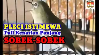 Pleci Nembak Panjang Istimewa, Full Kenarian Sobek-Sobek