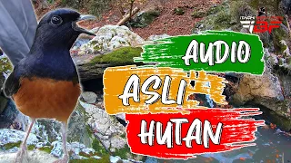 terapi murai batu muda hutan agar cepat bunyi gacor