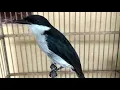 Download Lagu Pancingan Burung JingJing Batu Di Jamin Ampuh Pasti Langsung Nyaut